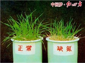 作物缺氮怎么办？