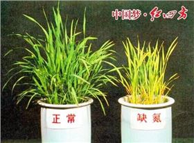作物缺氮怎么办？