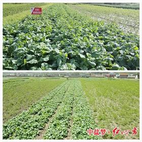 油菜施用红四方缓释肥对比试验图
