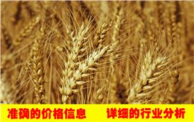 小麦价格行情