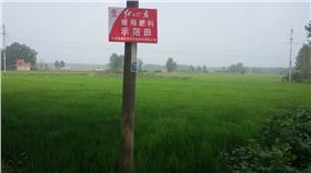 小麦长势优良