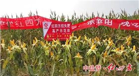我们就是“吃”红四方控失肥长大的玉米棒吆！