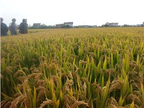 江苏如东地区水稻丰收在即，