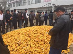 宿州泗县红四方经销商组织了一场别开生面的玉米脱粒测产大会