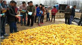 大家都在看饱满的玉米等待测产。