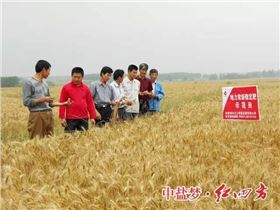 稳定性肥料在小麦作物上表现突出