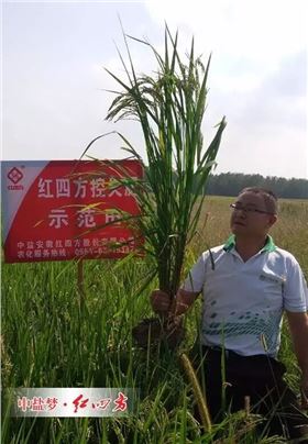 红四方水稻控失肥示范田