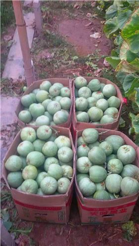 天津地区菜农、瓜农认可红四方水溶肥品牌