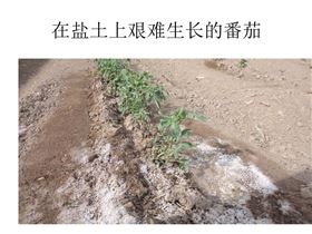 盐碱土壤难以生长的番茄