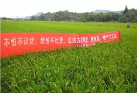 红四方水稻缓释肥陪伴我们迎来又一个丰收季！