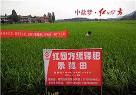 江西抚州东乡县的一块红四方缓释肥示范田
