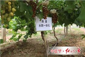 使用红四方养地水溶肥效果：根茎粗壮，叶片浓绿，叶片厚，葡萄颗粒大，病虫害少，提前15天上市。
