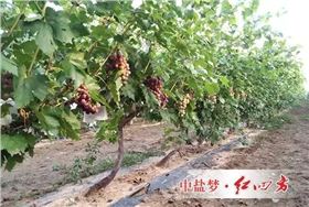 粗壮的藤条缠绕在搭好的架子上，浓绿的藤叶覆盖左右，一串串红艳艳的提子点缀其中.