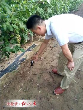 这片地的酸度平均在6.8，是种植红提最好的土壤酸碱度范围，说明红四方水溶肥在充分发挥肥料供应的同时，已经改善了果园的土壤结构与酸碱度。