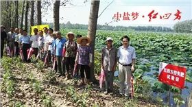 红四方莲藕专用控失肥试验田