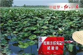 荷田长势好，荷农乐呵呵！