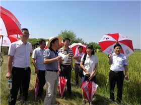 临川水稻缓释肥试验示范观摩及交流总结会
