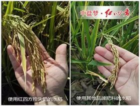 水稻用了红四方控失肥后，我不再像往年那样左一遍施肥，右又一遍追肥了，只要把底肥施足了