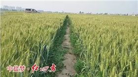 河北南皮县聚丰种业，小麦使用了劲霸48%（20-20-8）小麦专用配方肥和红四方45%（18-22-5）小麦肥后，籽粒更加饱满，丰收在望，李老板喜不自胜。