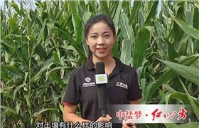 民以食为天，食以土为本，在很多人的印象里，肥料往往会引起土壤退化等一系列问题，那么，红四方控失肥对土壤有什么样的影响呢？