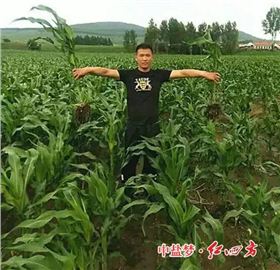 河北吴桥粱集镇大户施用红四方玉米控失肥效果展示