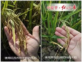 水稻用了红四方控失肥后，我不再像往年那样左一遍施肥，右又一遍追肥了，只要把底肥施足了