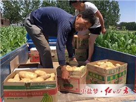 收购商到地头抢收用了红四方纯硫酸钾复合肥种植的土豆