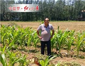 套种玉米、土豆，李满意巡视自己家施用红四方硫酸钾复合肥长势优良的土豆
