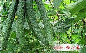 是一种提升光合作用产能营养物质和叶绿素、高级环保型植物增肥、增产、增色、叶片肥厚、干茎强壮的复合药膜
