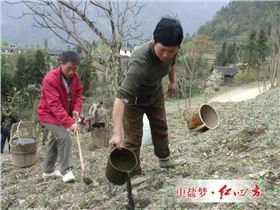 白术种植过程中下地施肥