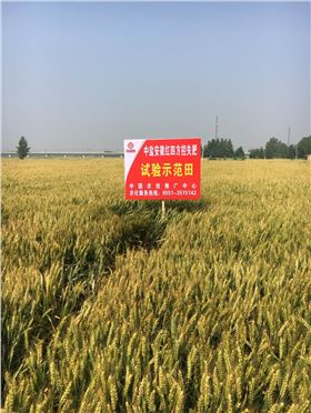 红四方小麦控失肥示范田