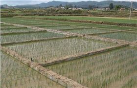 安徽水稻肥