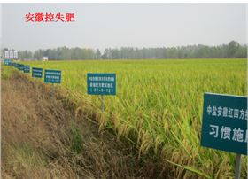 红四方水稻控失肥对比试验示范田