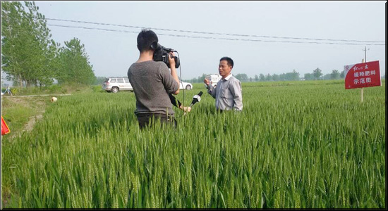 阜南小麦长势好，安徽三农来报道