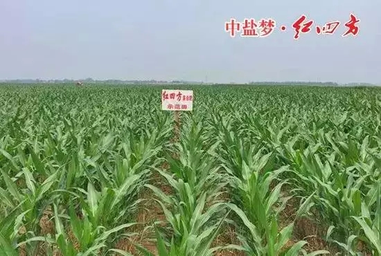 红四方缓释肥示范田