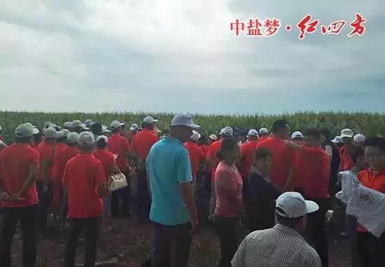 走访团与当地百余名农户来到了红四方缓释肥试验点