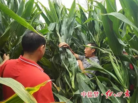 农民正在翻看过人高的玉米