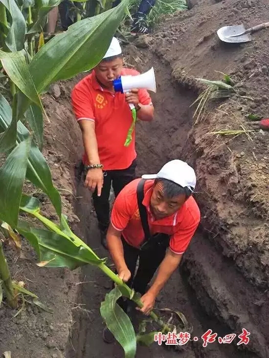 红四方农化员扶起挖出来的玉米仔细比对