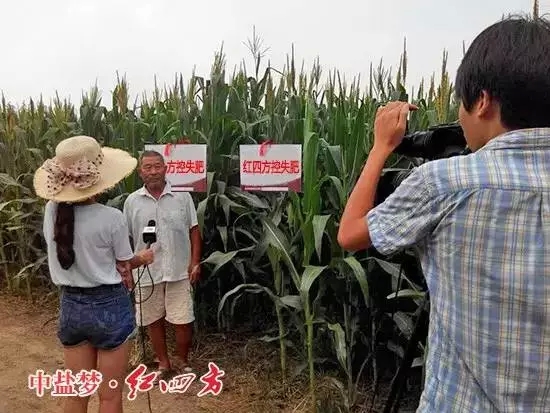 红四方玉米控失肥肥效高.