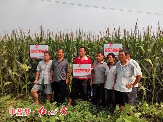 红四方玉米控失肥效果好，种粮大户乐开花