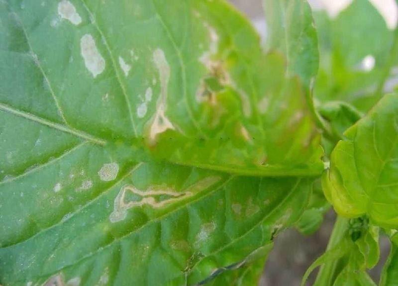 辣椒因施用硫酸钾复合肥，产生的肥害