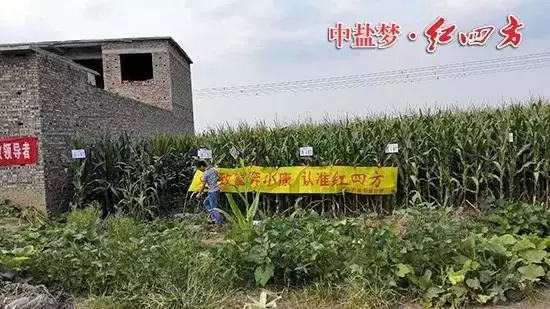 红四方控失肥用田间实效证明产品品质 红四方控失肥用田间实效证明产品品质