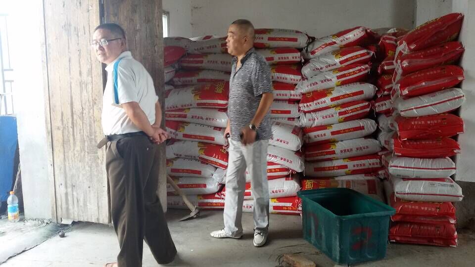 张锦堂经理检查肥东白龙缓释肥样板市场