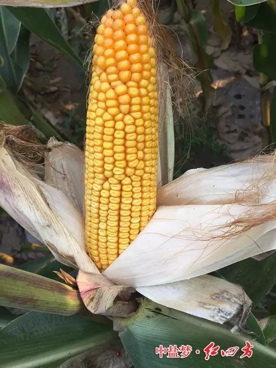 在山西朔城，农化销售员下乡回访了施用过红四方48%控失肥的农民，老乡带着大家走进自家的玉米地。