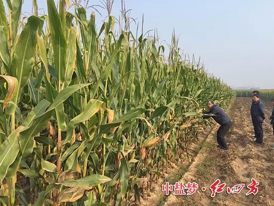 在山西朔城，农化销售员下乡回访了施用过红四方48%控失肥的农民，老乡带着大家走进自家的玉米地。2.