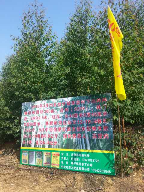 广东翁源桉树种植选择红四方桉树专用肥！生长速度快。