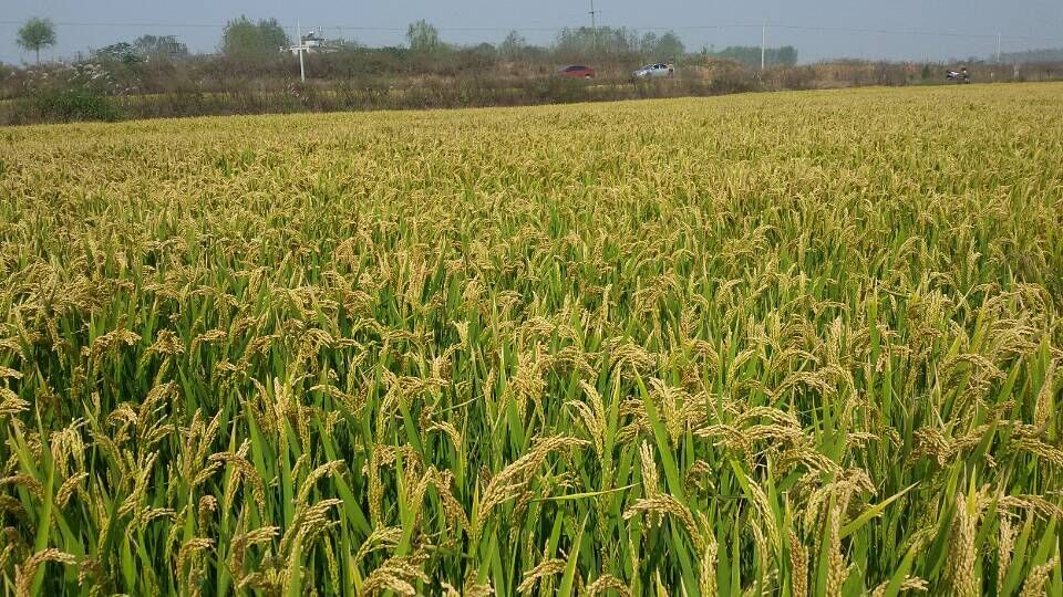 肥东王城控失肥现场观摩会