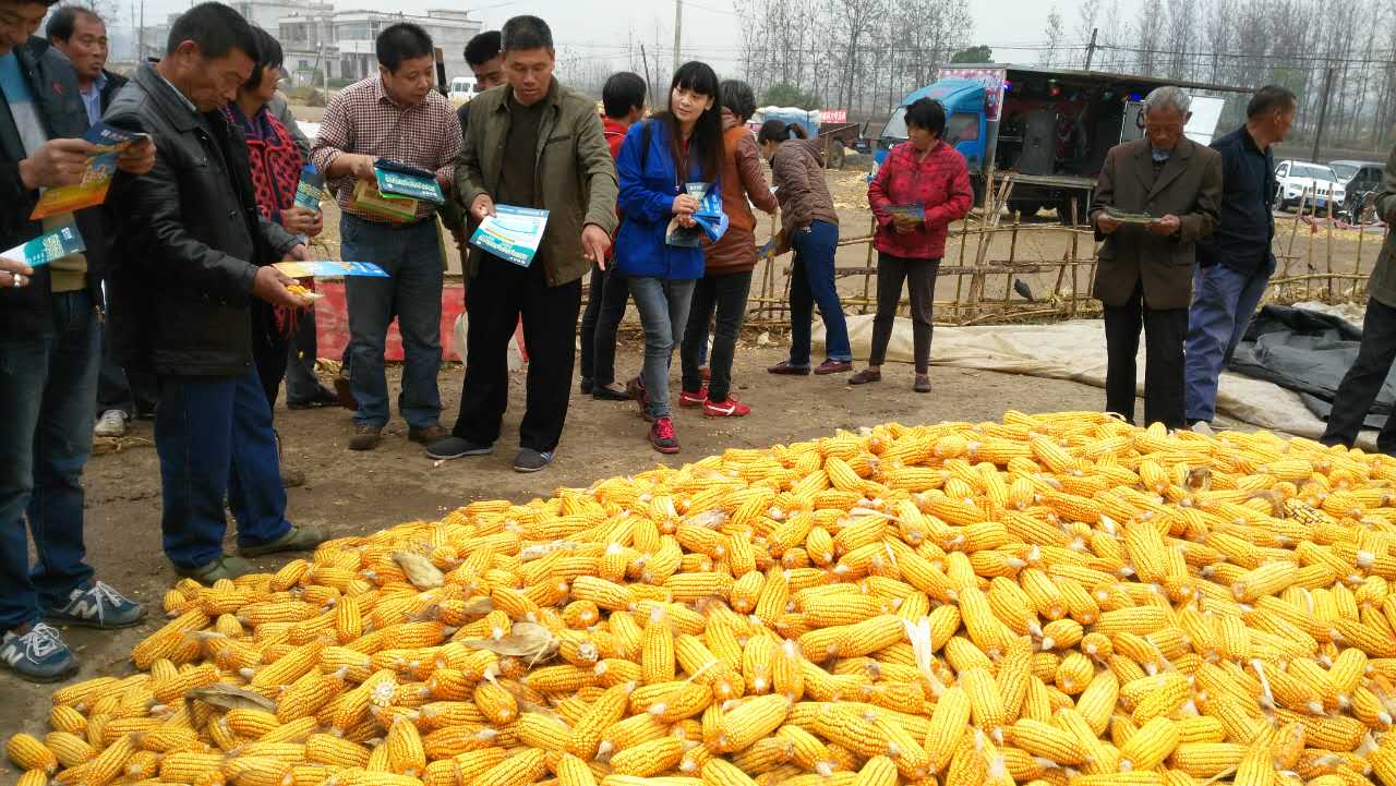 安徽泗县正在举行玉米测产大会-红四方复合肥一线报道