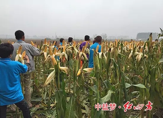 在河南漯河新店镇，约40名网点商与种田大户现场观摩施用红四方40%（28-6-6）添加腐植酸控失肥的玉米