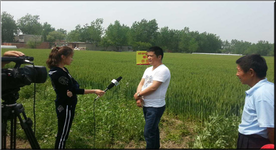 寿县小麦缓释肥试验田小麦长势好，正在接受安徽三农报道。